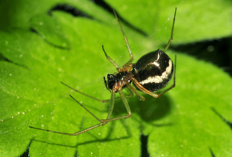 Linyphiidae - Serramazzoni (MO)